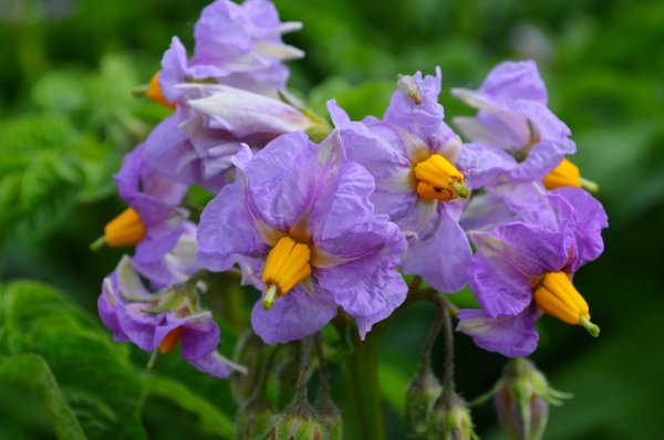 Цветок картофеля