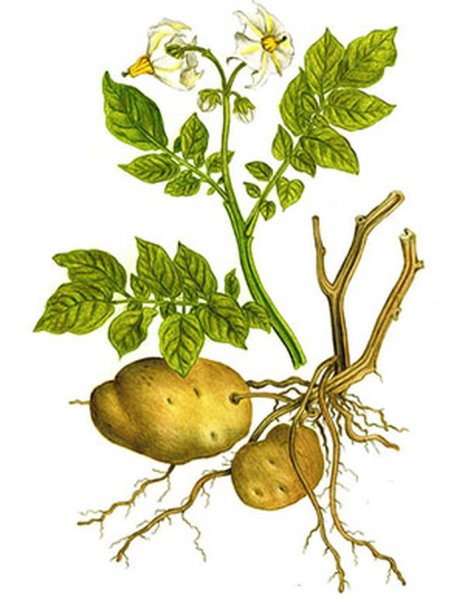 Картофель Solanum tuberosum