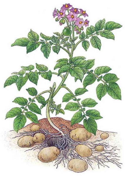 Картофель клубненосный