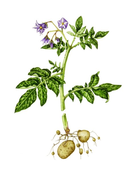 Картофель клубненосный (Solanum tuberosum)