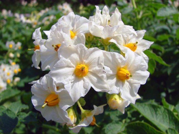 Картофель цветет