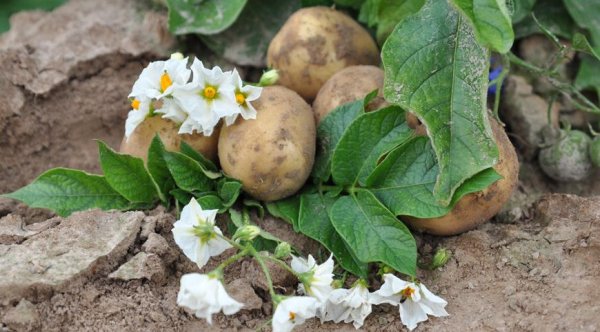 Паслен клубненосный