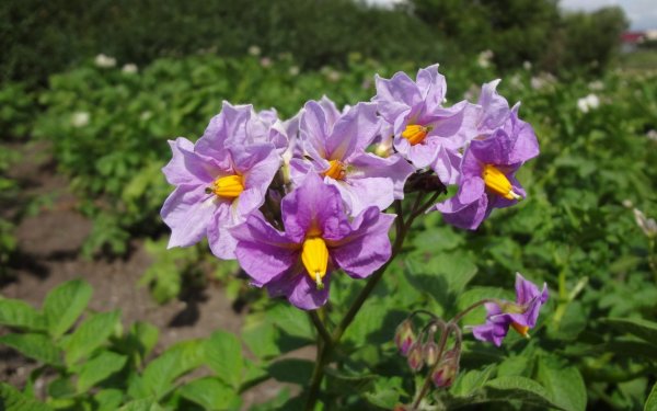 Картофель цветет