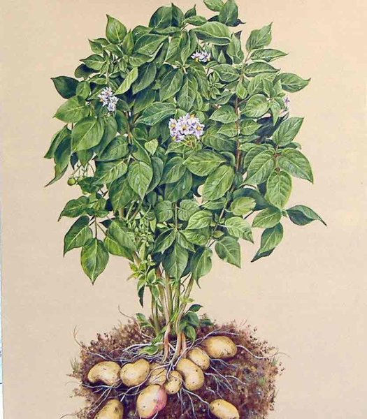 Картофель ботаника