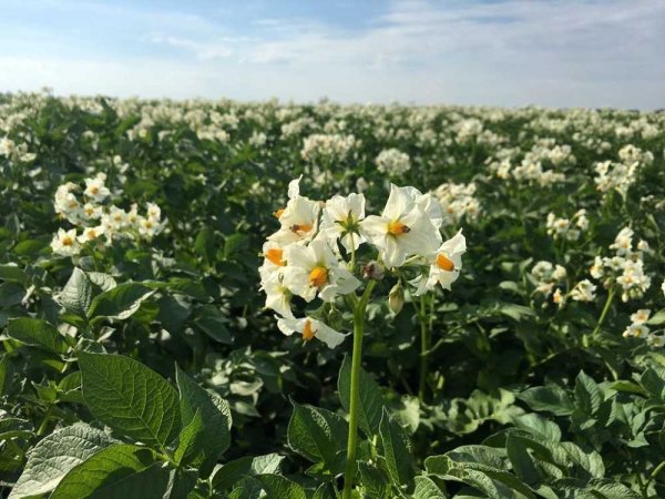 Цветущее картофельное поле