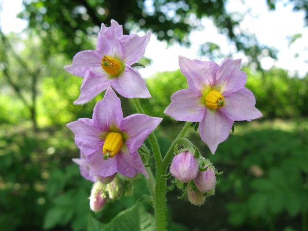 Цветы картофеля Синеглазки