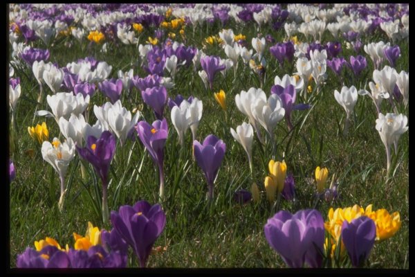 Крокусы на газоне