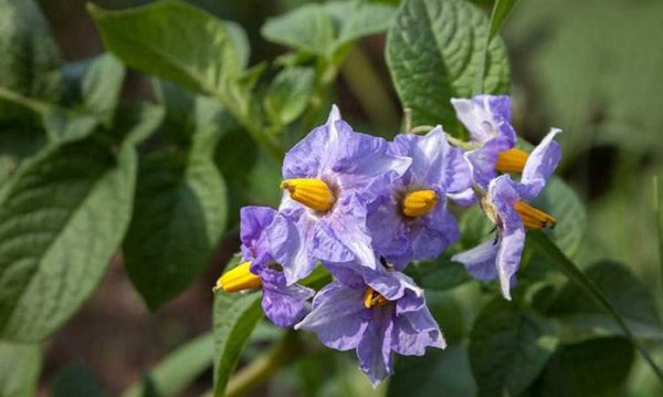 Картофельные цветы