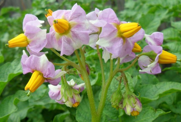 Соцветие картофеля