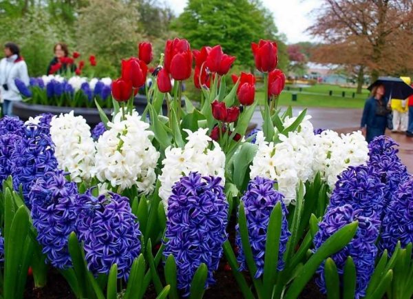 Гиацинт рабатка