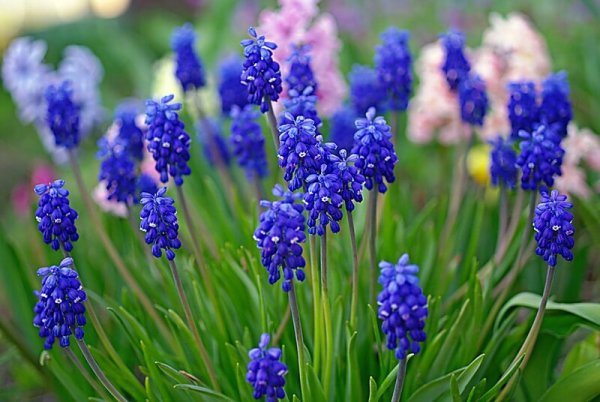 Синие луковичные цветы
