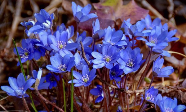 Синие подснежники печеночница