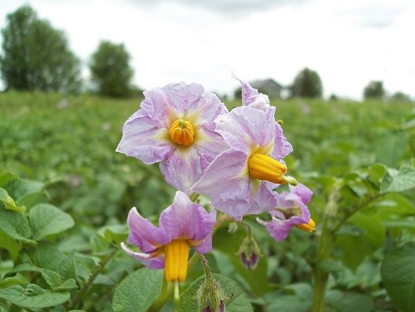 Соцветие картофеля