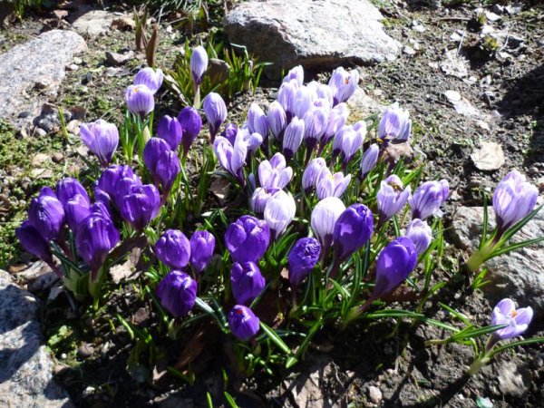 Весенние низкорослые цветы