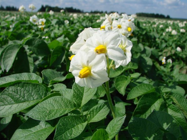 Картофель Венетта ранний?