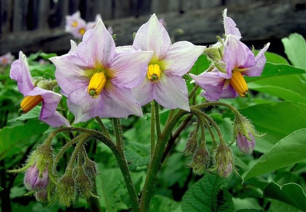 Цветение картофеля