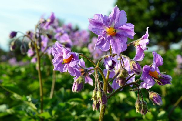 Цветок картофеля