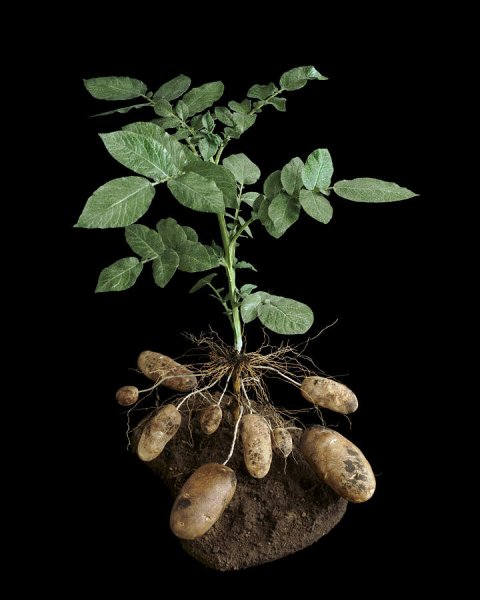 Картофель паслен клубненосный