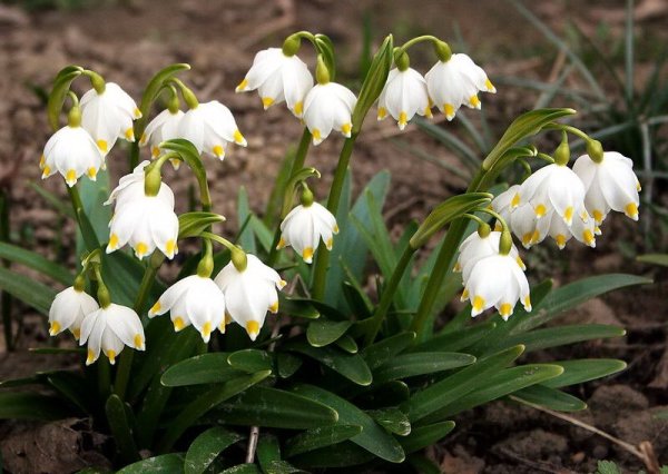 Белоцветник vernum