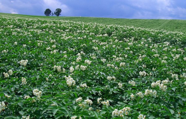 Цветущее картофельное поле фото