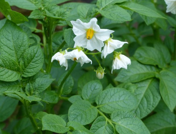 Цветение картофеля