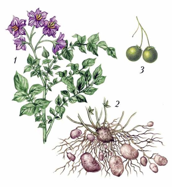 Картофель паслен клубненосный