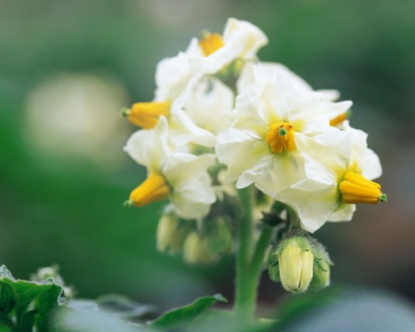 Соцветие картофеля