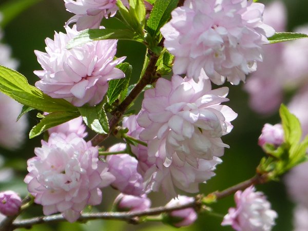 Кустарник красивоцветущий Сакура