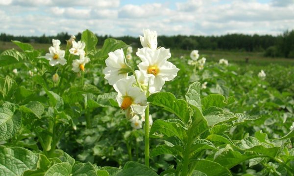 Жуковский ранний картофель цветение