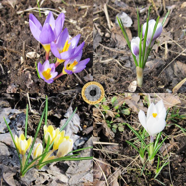 Крокус белый цветок первоцвет