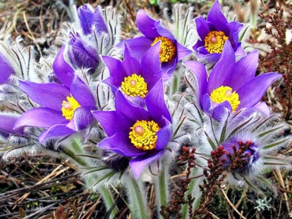 18 Июня день сон-травы Дорофей