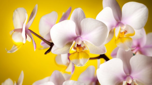 Красивые яркие цветы