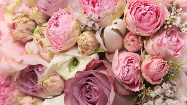 Орхидея желтая с розовыми полосками