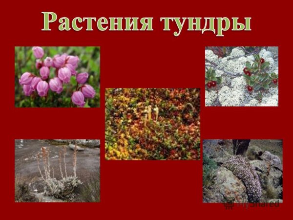 Растительный мир тундры