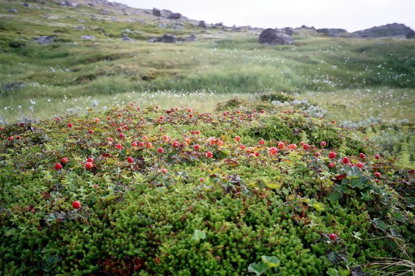 Поля морошки в тундре