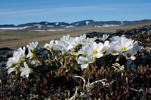Остров Врангеля Флора