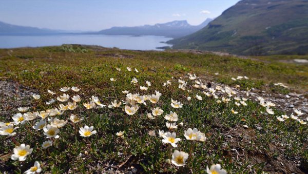 Остров Врангеля Флора