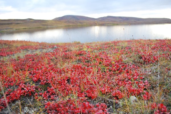 Тиксинская тундра