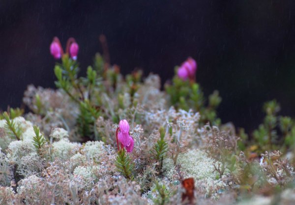 Растения альпийской тундры