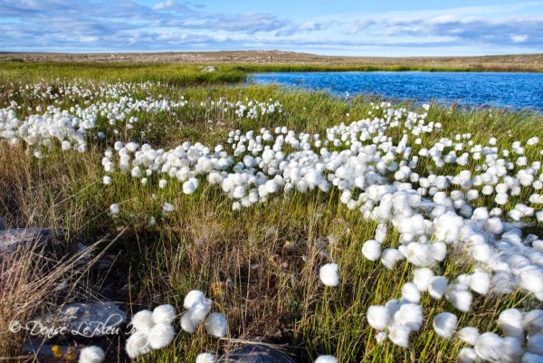 Растения тундры Ямала