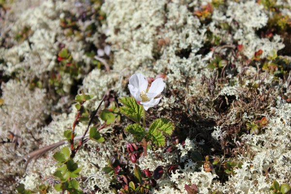 Камнеломковые растения в тундре