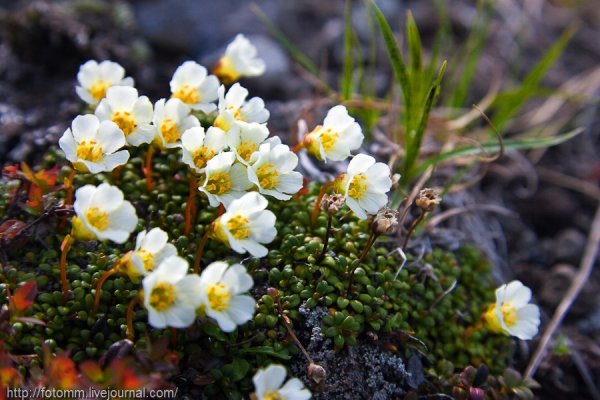 Камнеломка тундра Кольского полуострова