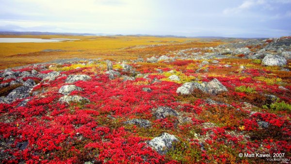 Таймыр полуостров растительность