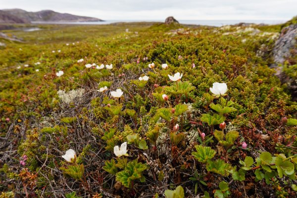 Тундра Коми Воркута Морошка