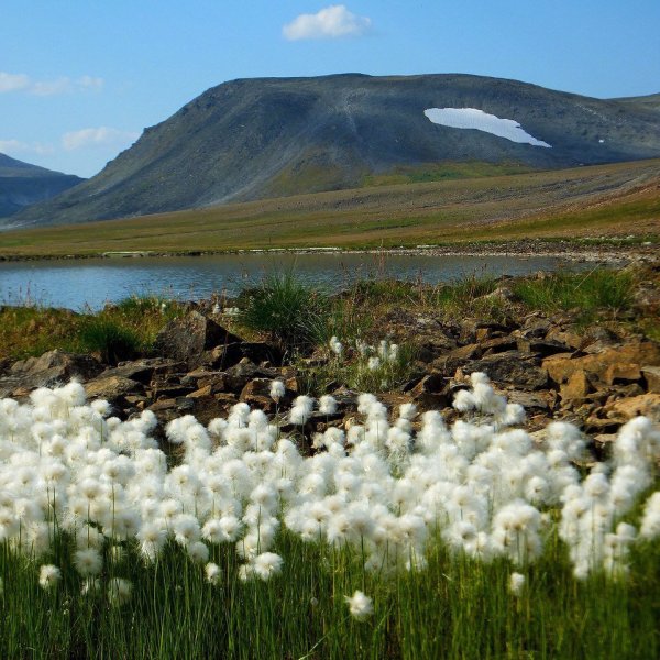 Тундра Полярный Урал