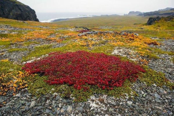 Южная кустарниковая тундра