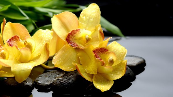 Макросъемка цветов