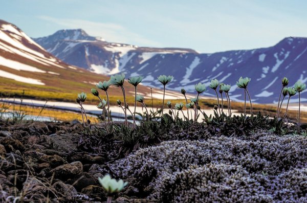 Флора полярного Урала