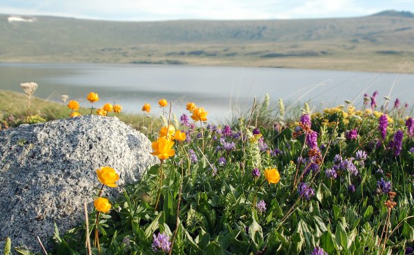 Остров Врангеля Флора