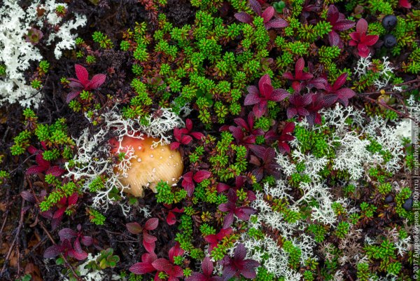 Растения тундры ягель